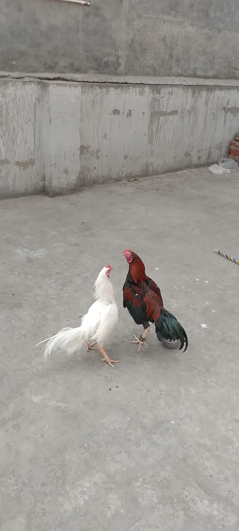 ALL HENS FOR SALE INCLUDING ASEEL, DESI, CHICKS, ETC — photo 7