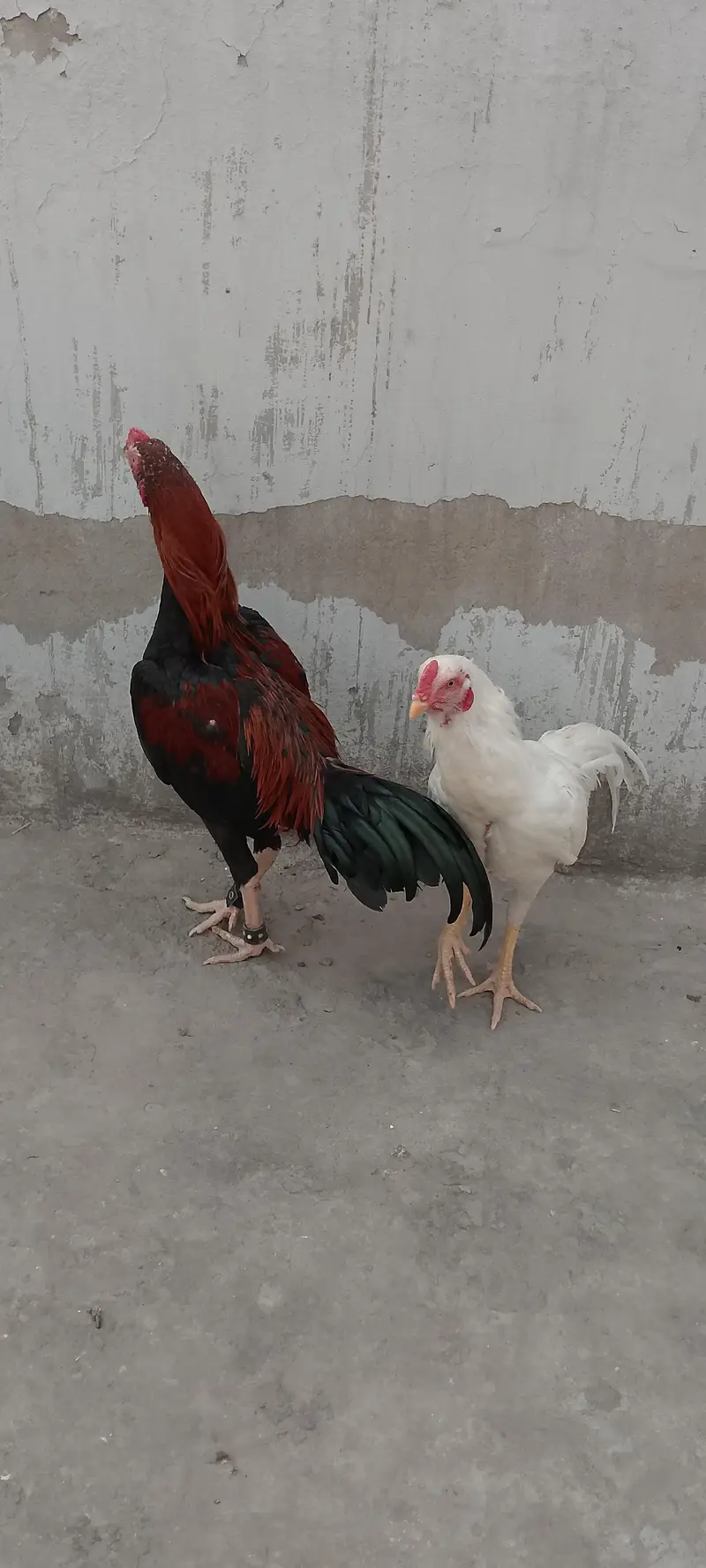 ALL HENS FOR SALE INCLUDING ASEEL, DESI, CHICKS, ETC — photo 8