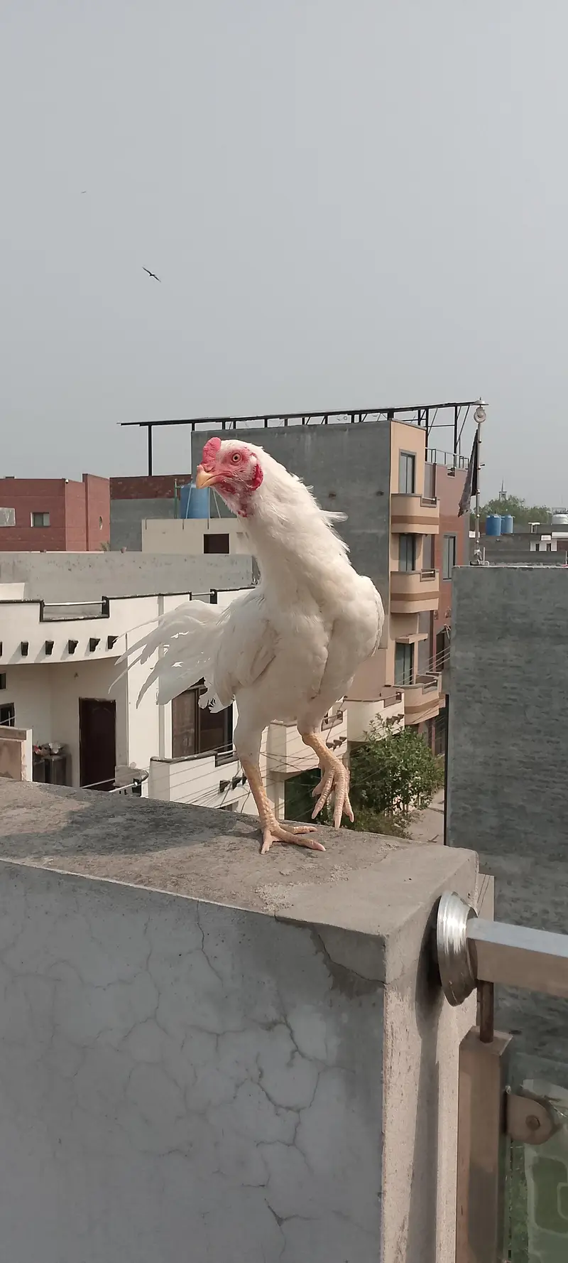 ALL HENS FOR SALE INCLUDING ASEEL, DESI, CHICKS, ETC — photo 9