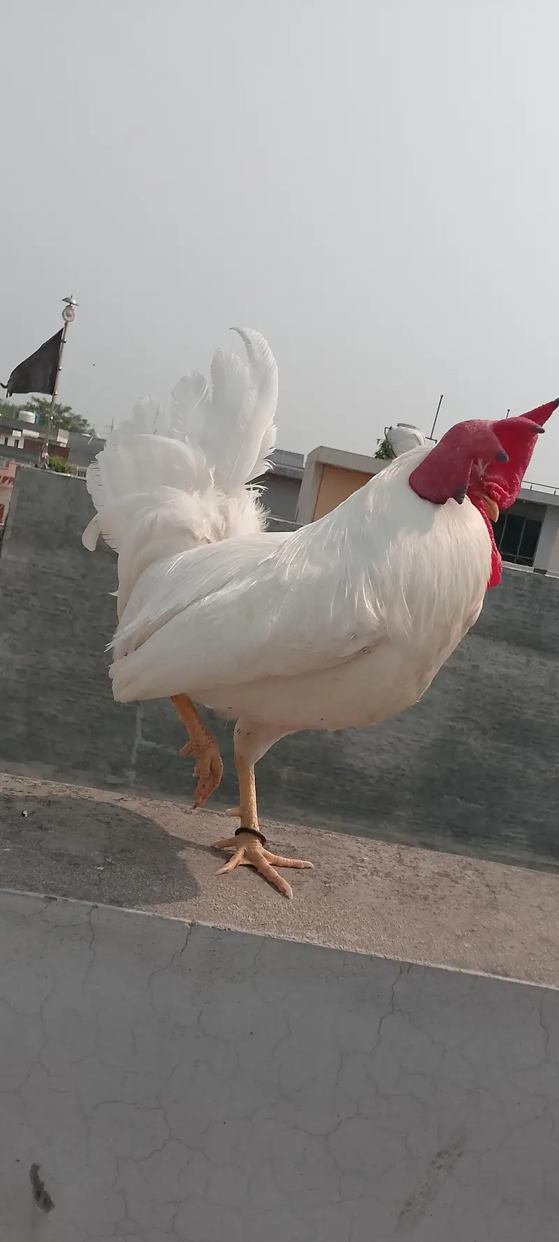 ALL HENS FOR SALE INCLUDING ASEEL, DESI, CHICKS, ETC — photo 10
