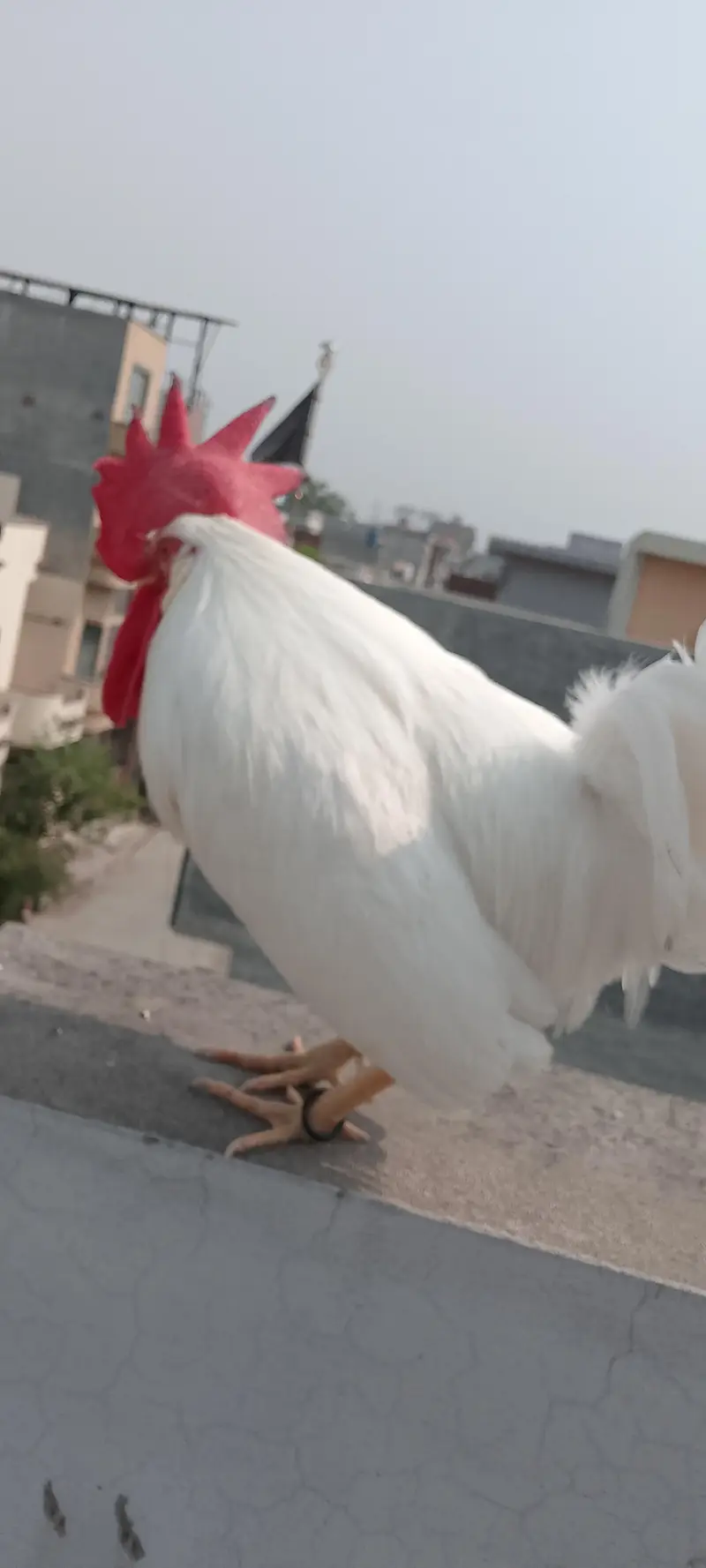 ALL HENS FOR SALE INCLUDING ASEEL, DESI, CHICKS, ETC — photo 11