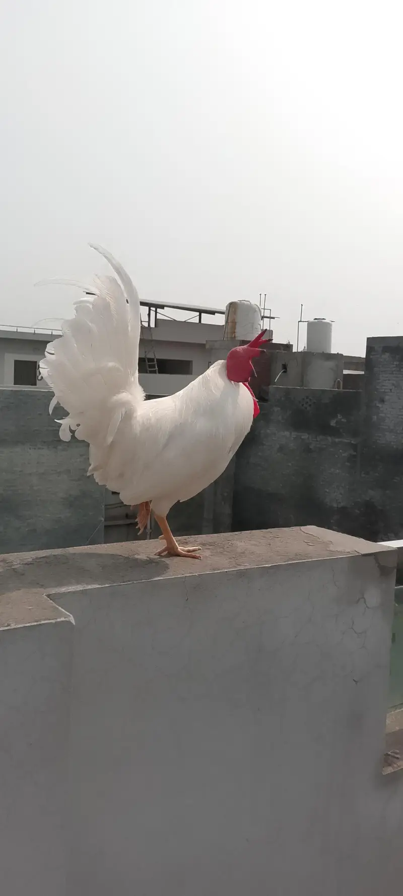 ALL HENS FOR SALE INCLUDING ASEEL, DESI, CHICKS, ETC — photo 12