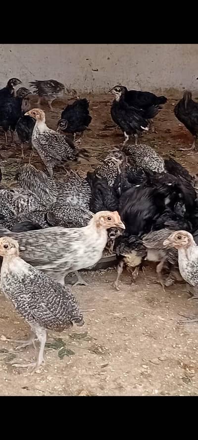 Australorp & Egyptian Fayoumi Chicks