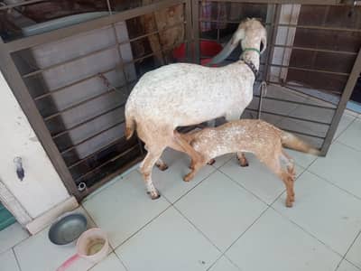 goat and kid