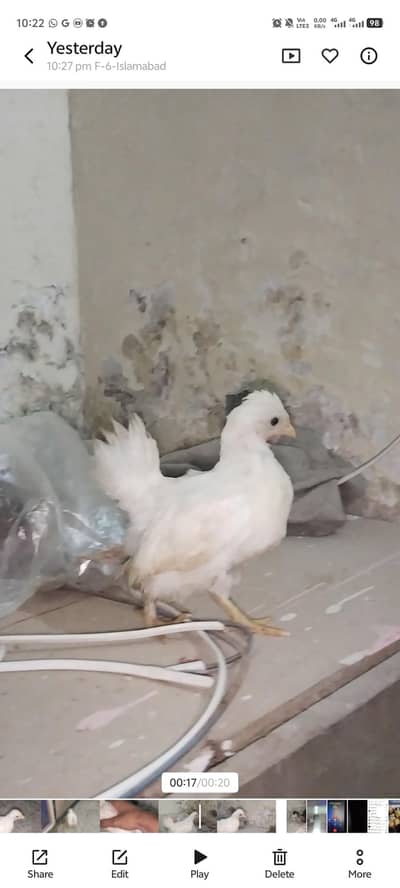 Bantam Chicks for sale