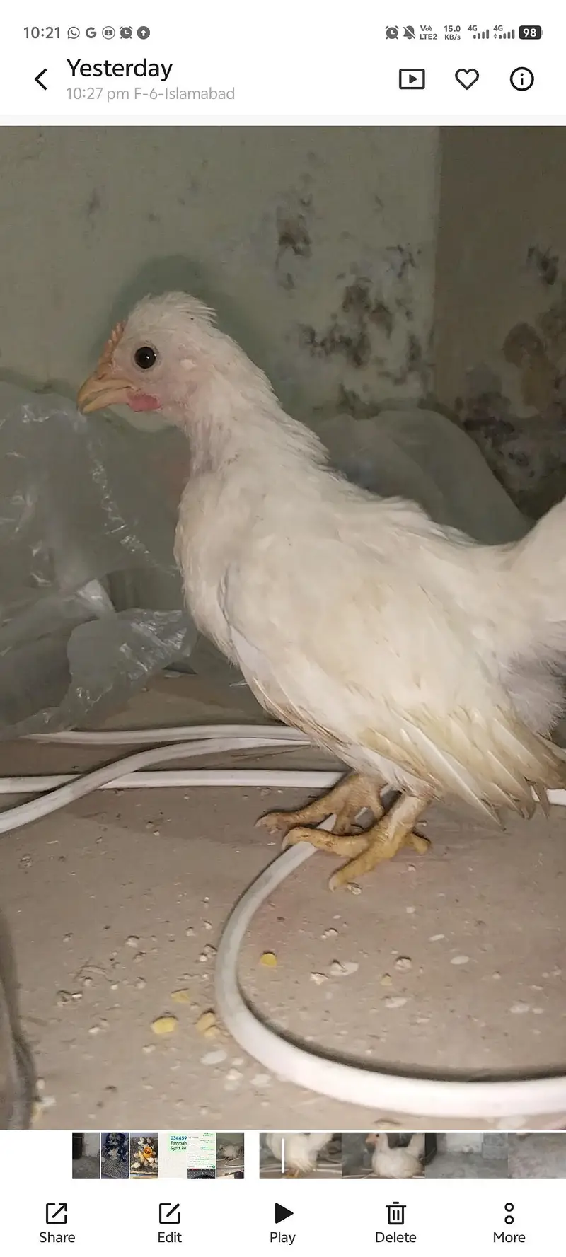 Bantam Chicks for sale — photo 2