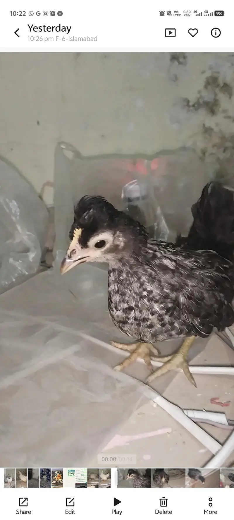 Bantam Chicks for sale — photo 3
