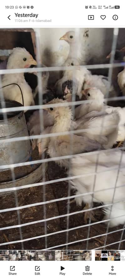 Bantam Chicks for sale