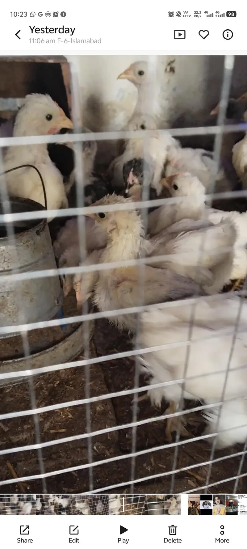 Bantam Chicks for sale — photo 4