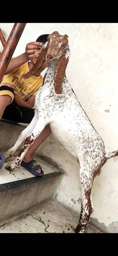 dasi makhi cheeni bakri path