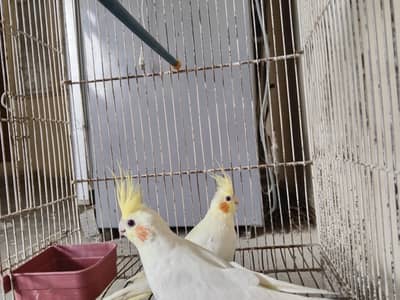 cockatiel pair