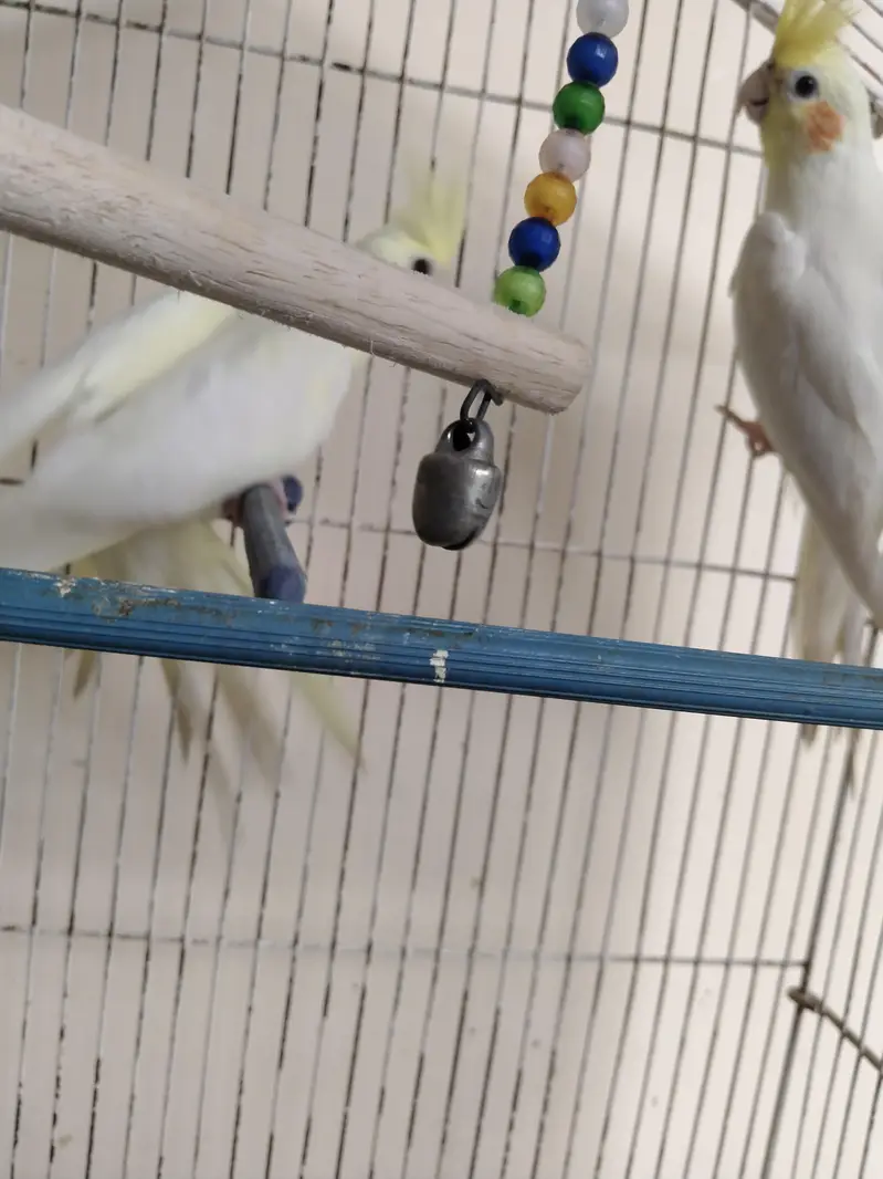 cockatiel pair — photo 2