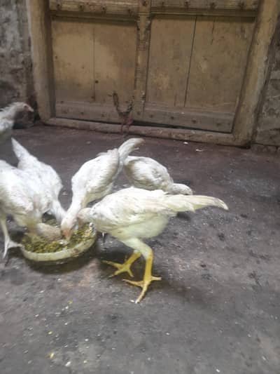 Heera  chick's for sale