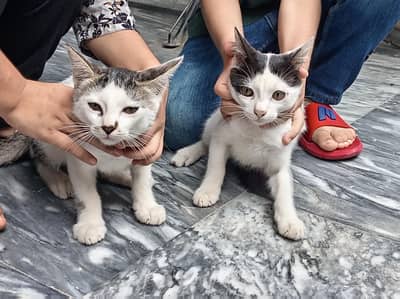 Two Kittens abandoned by mother
