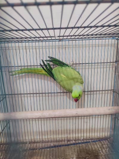 Green ringneck