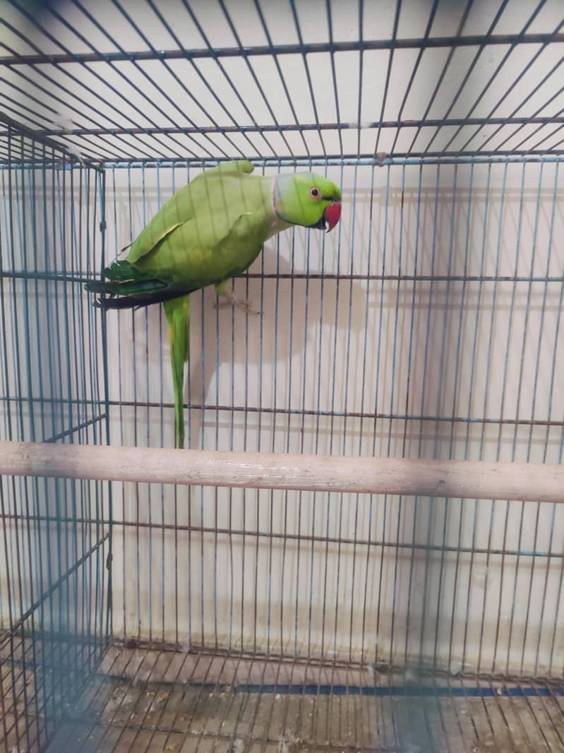 green ringneck 2