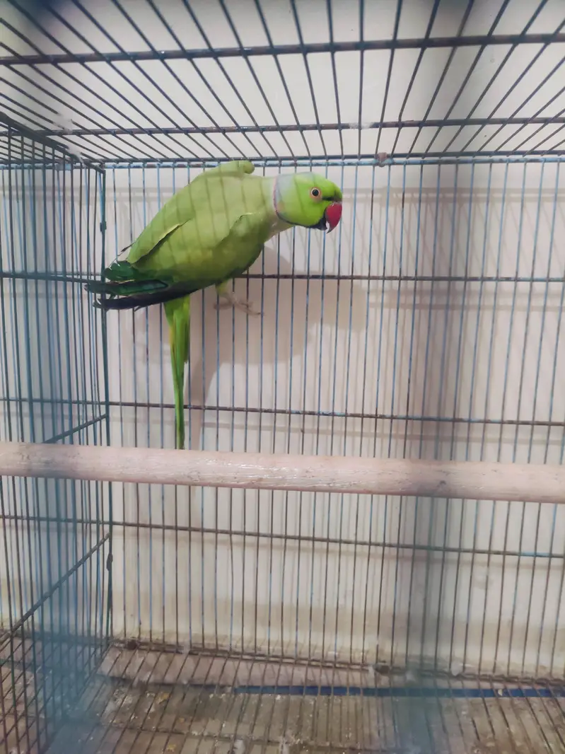 green ringneck — photo 2