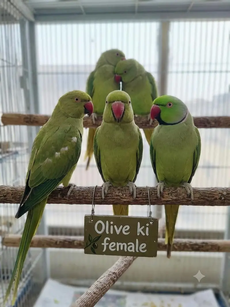 green ringneck — photo 3