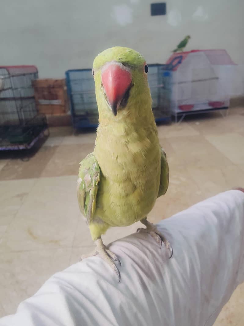green ringneck 3