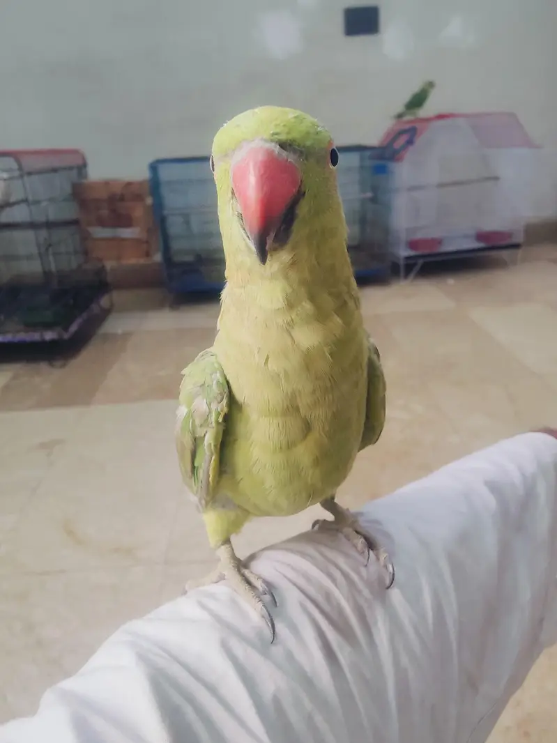 green ringneck — photo 4