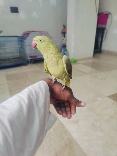 Green ringneck