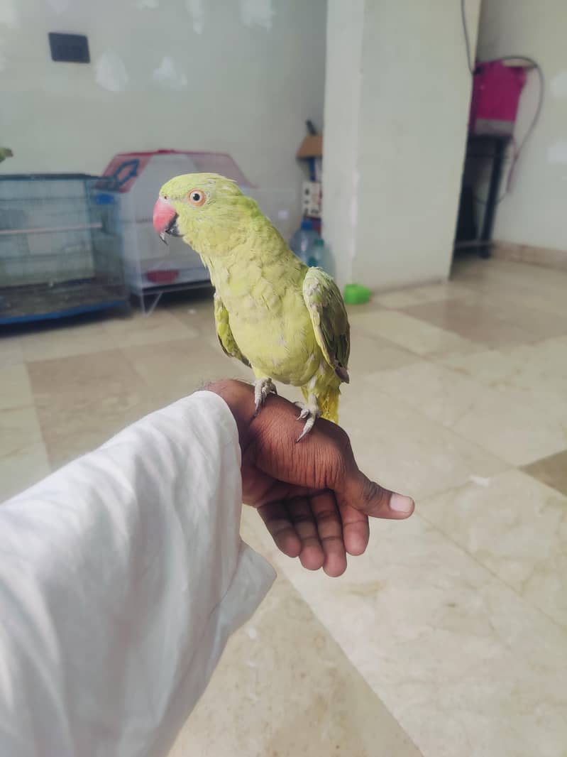 green ringneck 4