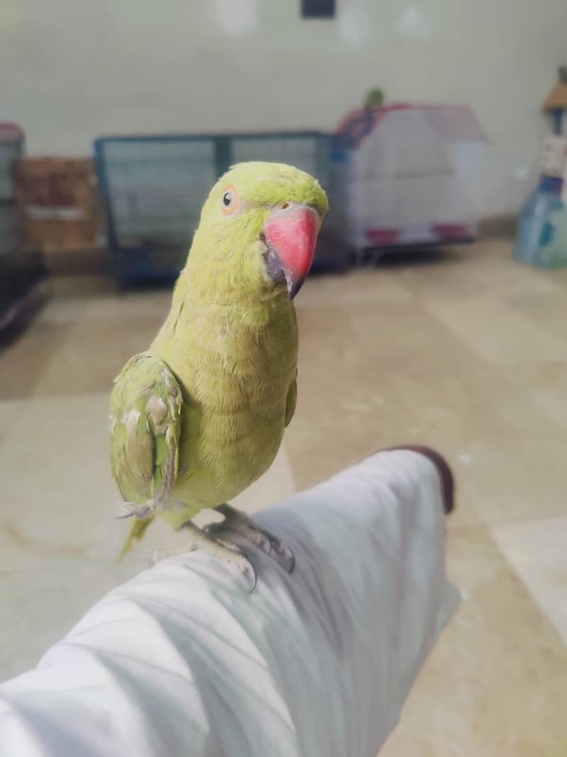 green ringneck 5