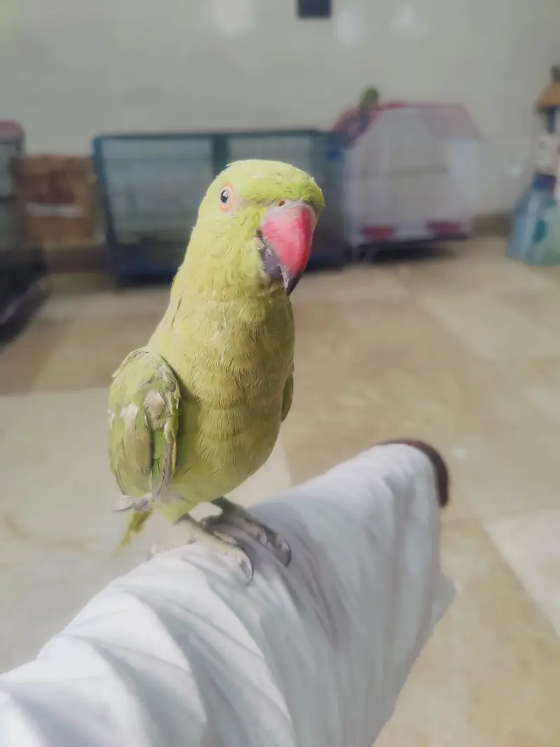 green ringneck — photo 6