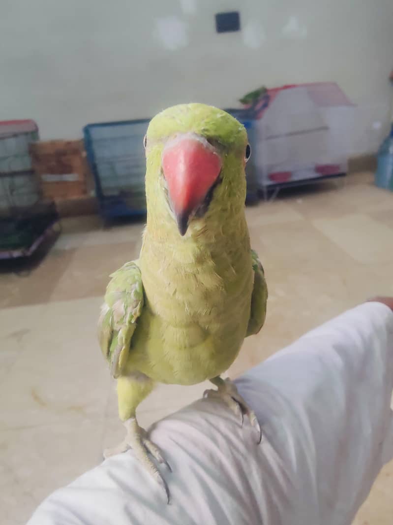 green ringneck 6