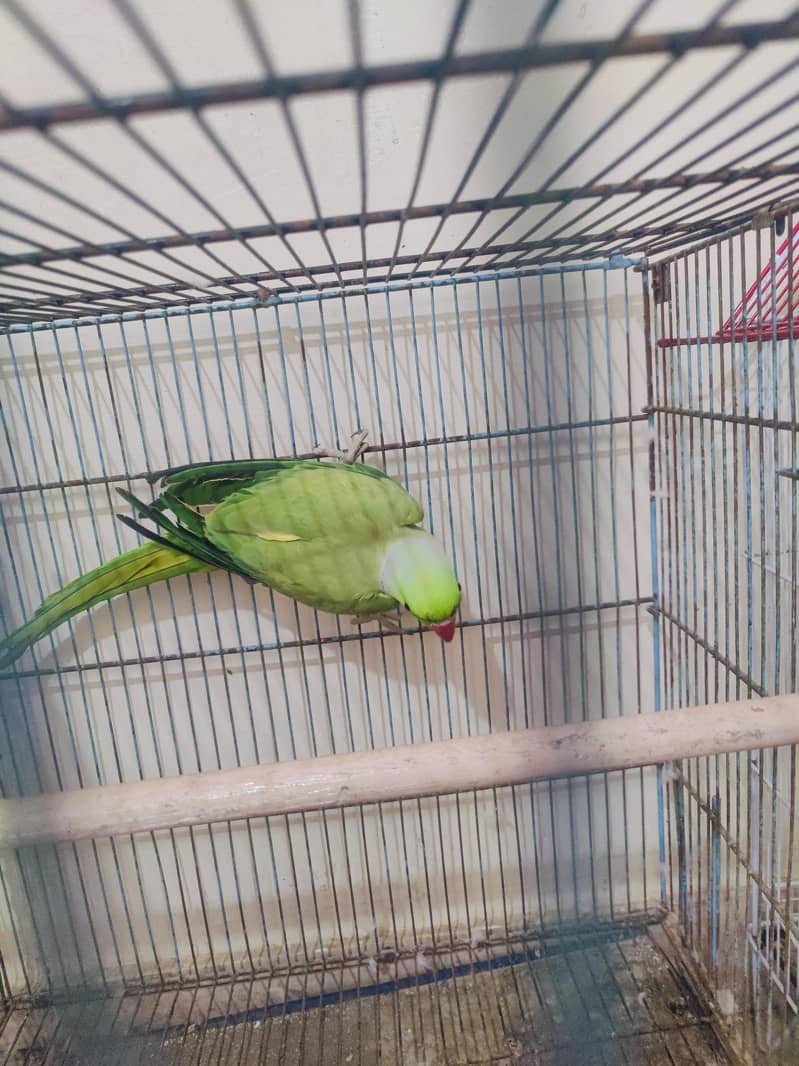 green ringneck 7
