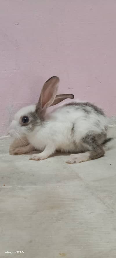 Rabbit