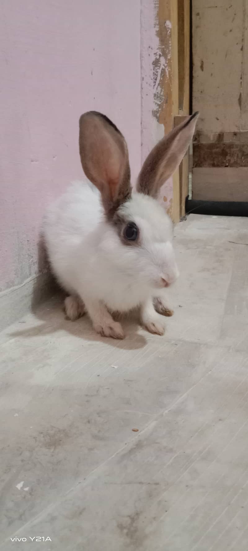 Rabbit 1