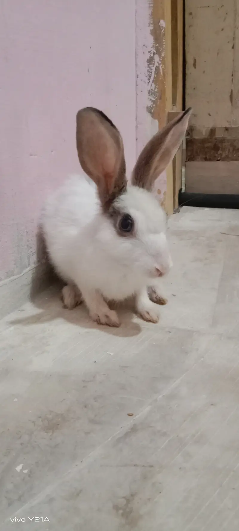 Rabbit — photo 2