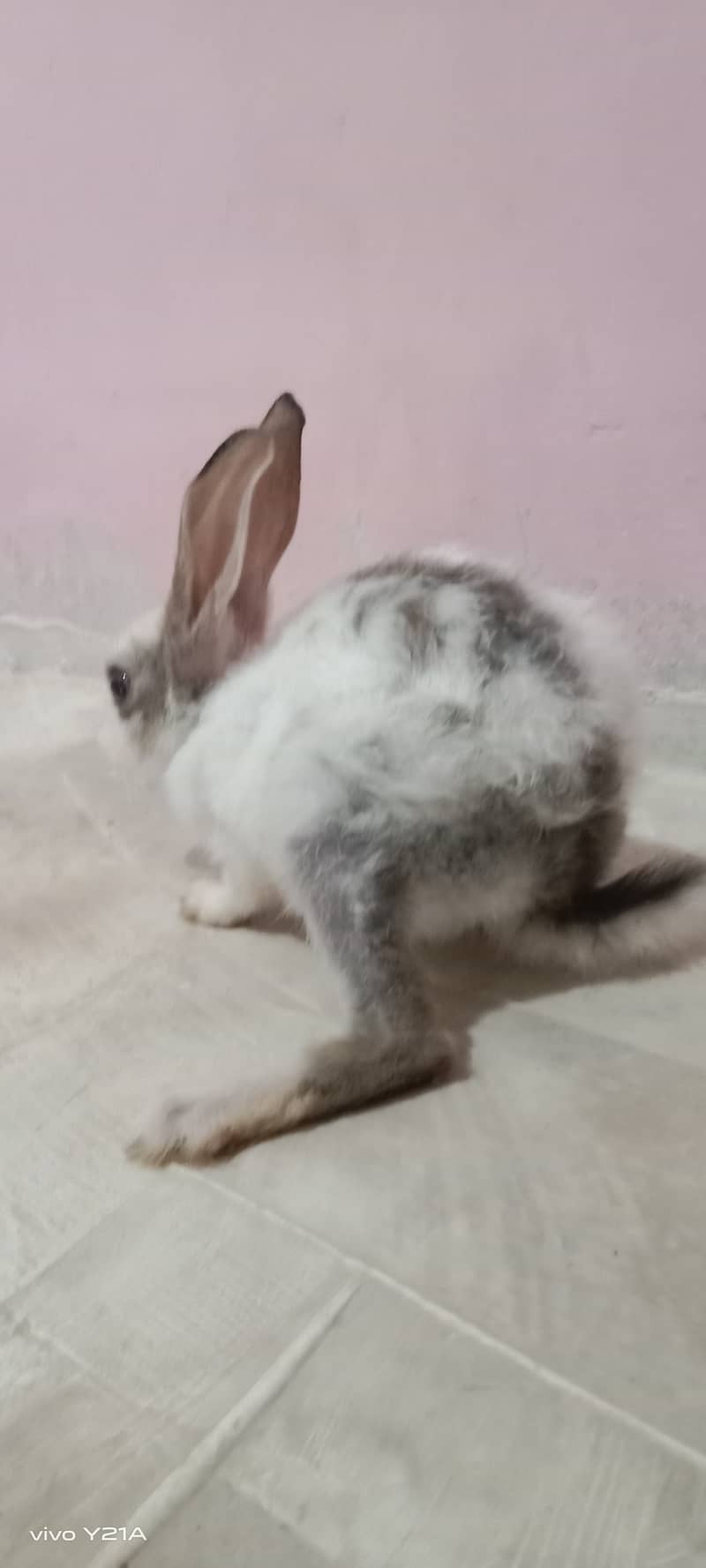 Rabbit 2
