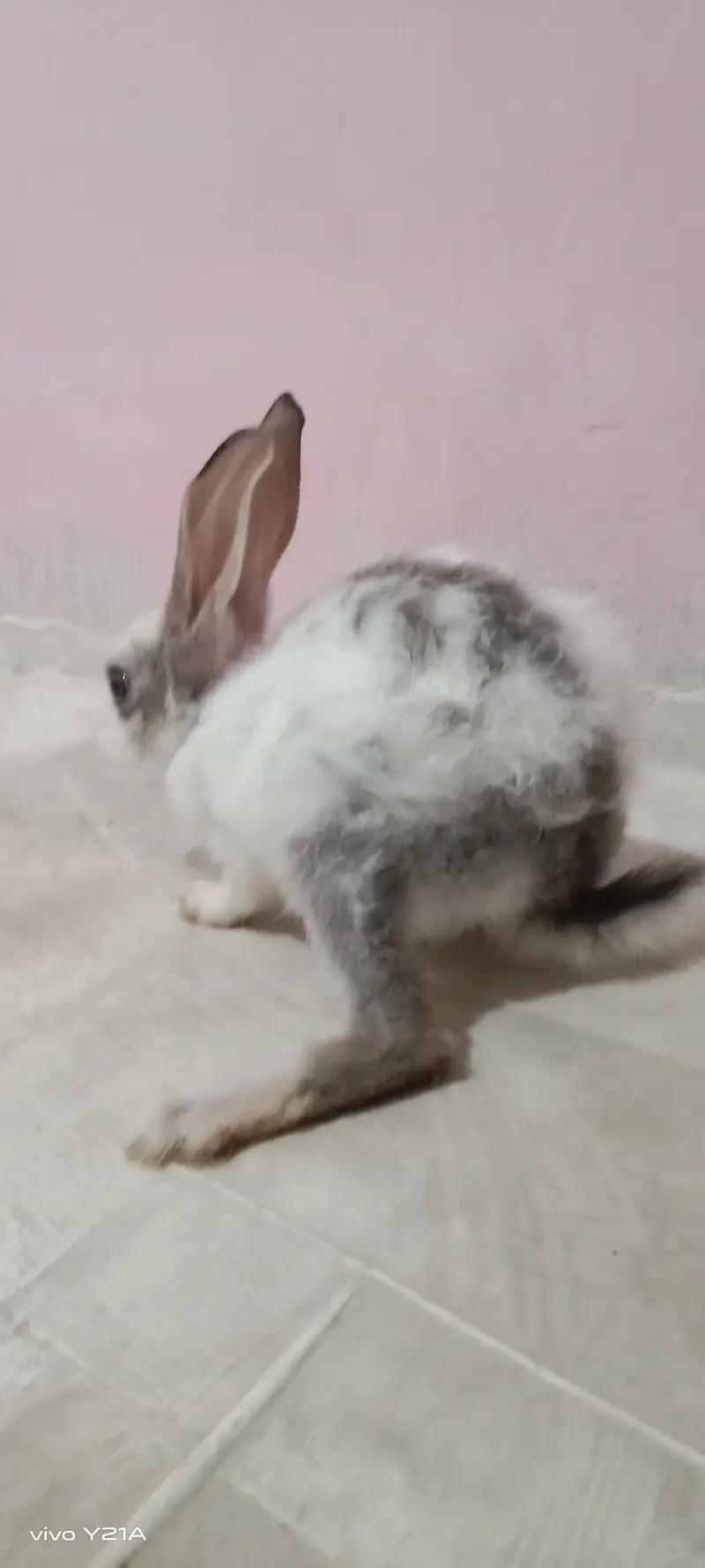 Rabbit — photo 3