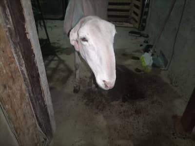 pure Munda  dumbi female Available for sale
