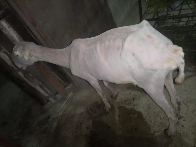 pure Munda  dumbi female Available for sale — photo 2