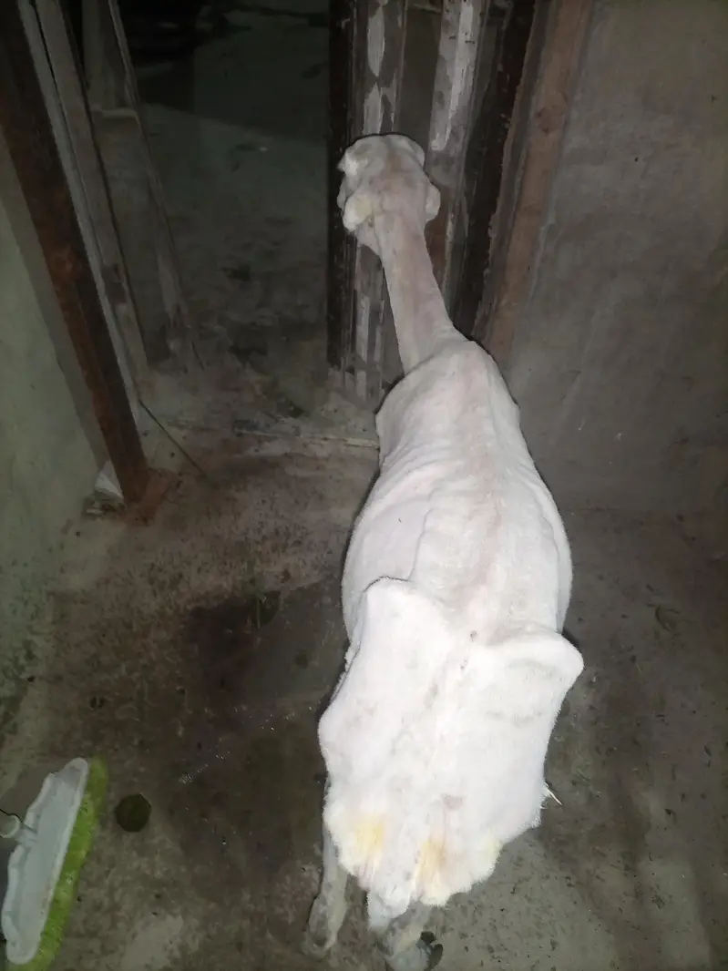 pure Munda  dumbi female Available for sale — photo 4
