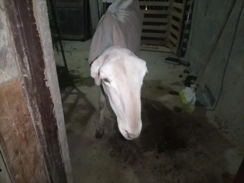 pure Munda  dumbi female Available for sale — photo 5
