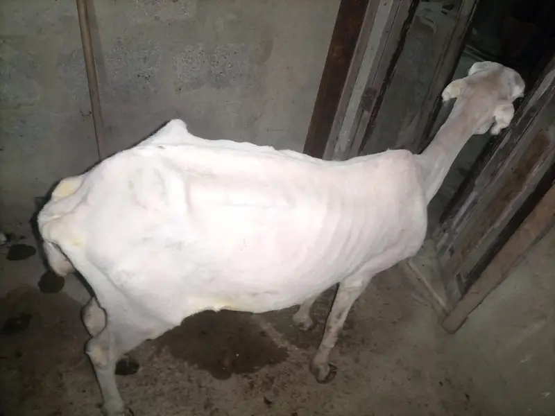 pure Munda  dumbi female Available for sale — photo 6