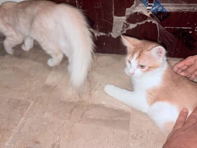 Double Coated Persian Male Cat and Pair