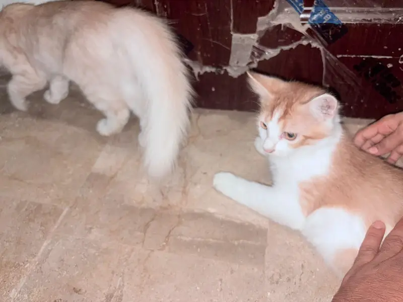 Double Coated Persian Male Cat and Pair