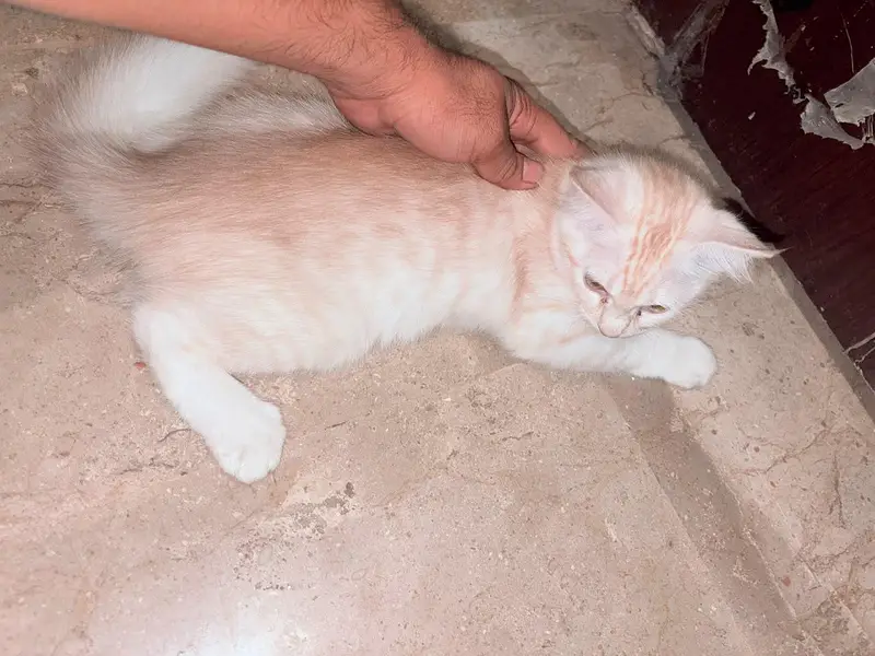 Double Coated Persian Male Cat and Pair — photo 2