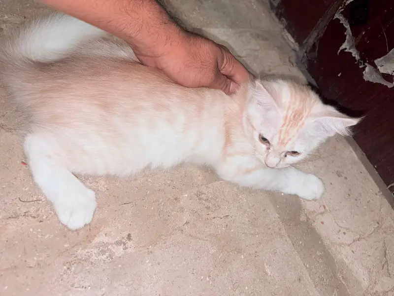 Double Coated Persian Male Cat and Pair — photo 3