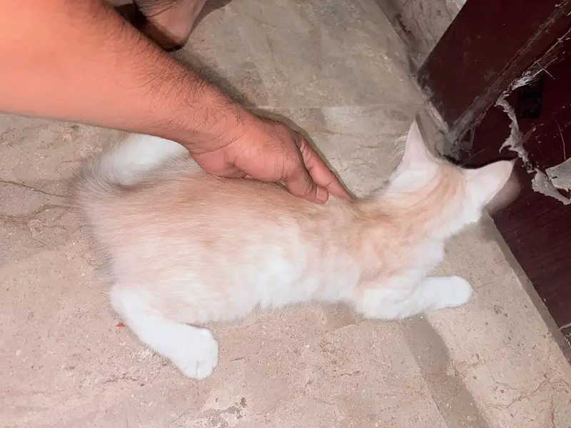 Double Coated Persian Male Cat and Pair — photo 4