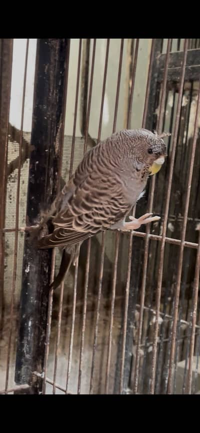 black face split hogo female /recessive pied hogoromo female