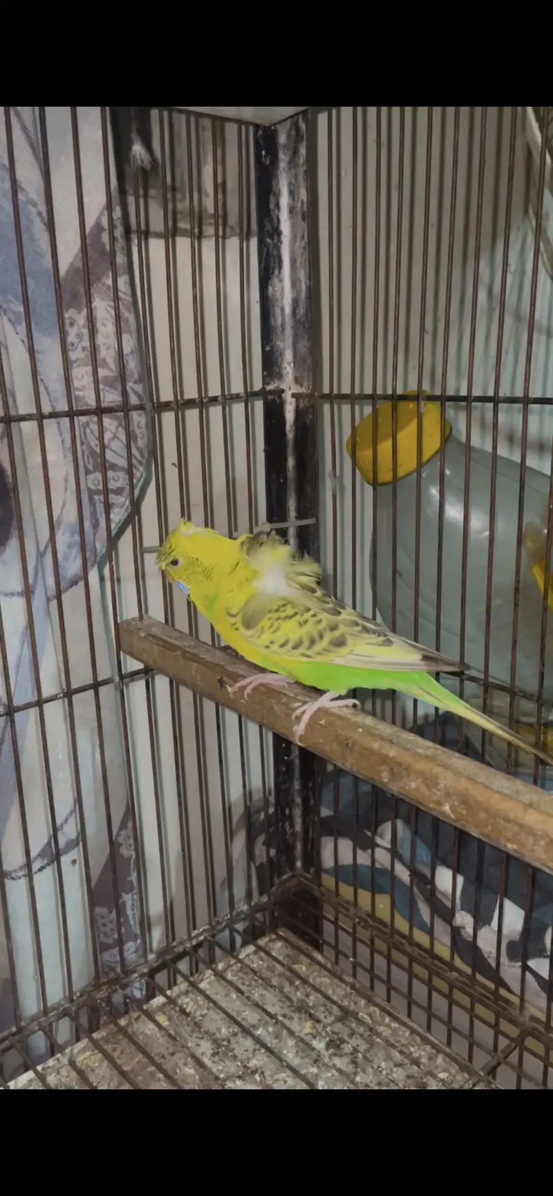 black face split hogo female /recessive pied hogoromo female — photo 4