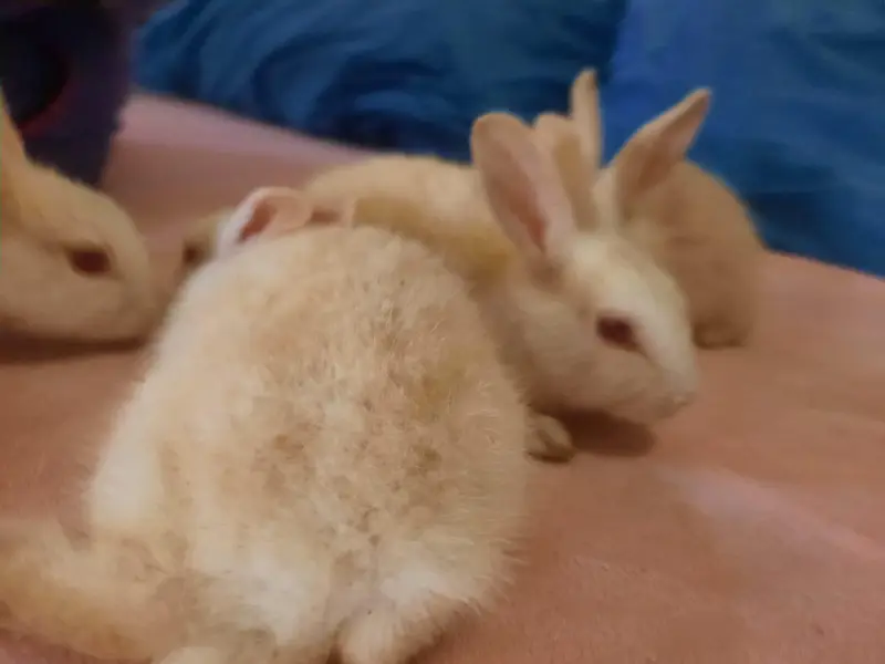 New Zealand Pure Red Eyes 1 month Rabbits