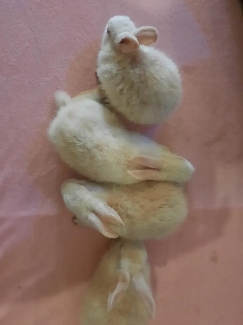 New Zealand Pure Red Eyes 1 month Rabbits — photo 2