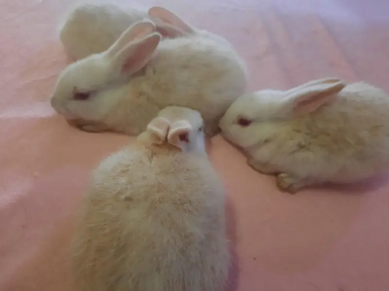 New Zealand Pure Red Eyes 1 month Rabbits — photo 3